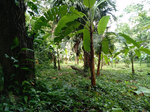 Venta De 8 Hectáreas  En Quebrada Valencia, Santa Marta, Magdalena, Colombia.