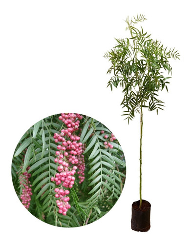 Muda De Schinus Molle Com 1 Metro - Falso Chorão