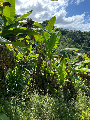 Chacara Boquim Sergipe Povoado Ceu Frutas Variadas