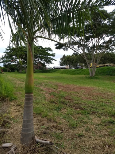Imagem 11 de 14 de Sitio 2,5 Alqueire Na Br 153 Entre Getulina E Guaimbe