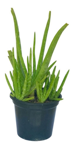 1 Babosa - Aloe Vera - 30cm Vaso Pote 14