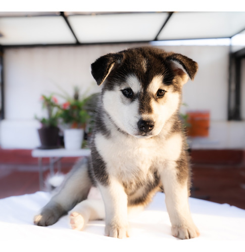 Huskies Siberianos Puros, 4 Hembras, 2 Meses, Saludables!.