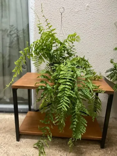 1 Samambaia De Metro Polypodium Persicifolium Pote20 Gigante