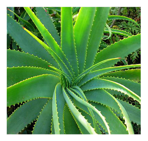 15 Semillas De Aloe Vera  1400