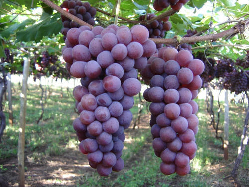 Muda De Uva Niágara Rosa Enxertada Já Produz Com 80 Cm