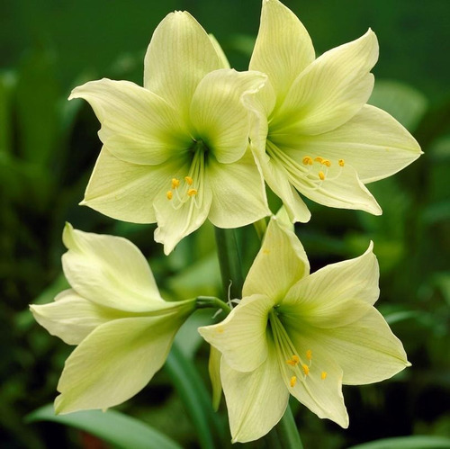 Amarilis Green - Bulbo - Flores | Frete grátis