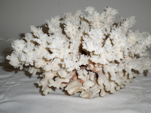 Enorme Coral Blanco Adorno De Pecera Excelente Estado 25 Cm