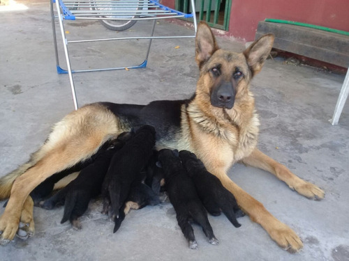 Ovejeros Alemanes Cachorros 45 Dias