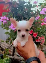Comprar Chihuahua Hermosos Cachorros 450 Cabeza De Manzana Mini Toy
