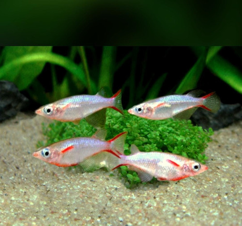 Peixe Ricefish ( Oryzias Woworae ) Pact Com 5