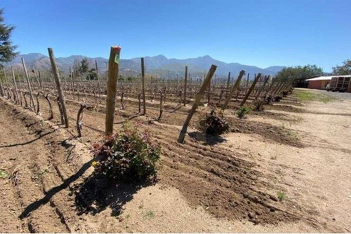 Oportunidad Venta De Campo, Viñedos - Curacaví