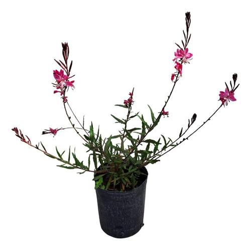 Gaura En 3 L P Canteros, Macizos