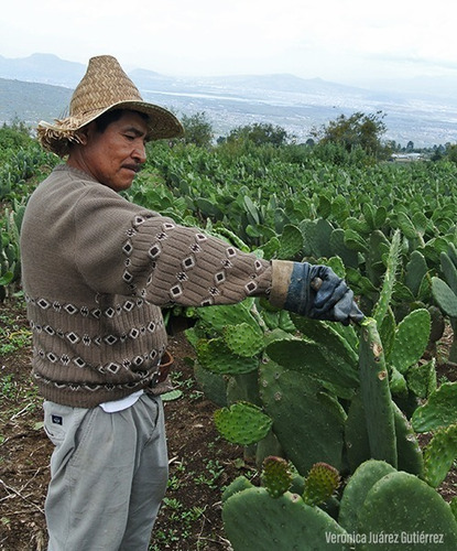 50 Semillas De Nopal Criollo