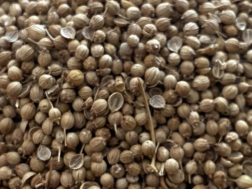 Semilla De Cilantro Para Siembra Hortalizas 1 Kg Sin Tratar