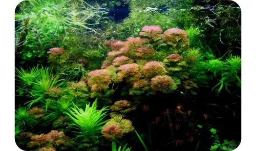 Cabomba Furcata, Planta Natural Para Acuario.