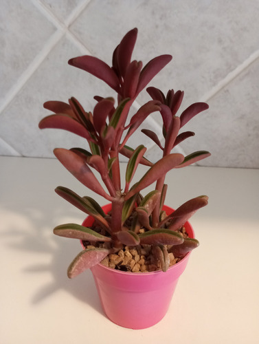 Peperomia Graveolens-peperomia Ruby Glow