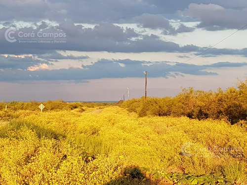 Se Vende Campo Ganadero En Mendoza, Rio Diamante. San Rafael.