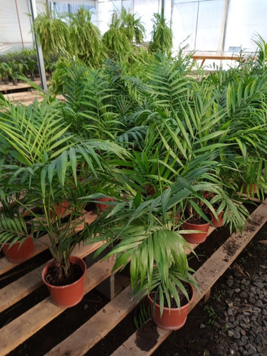 Palmera Chamaedorea-hermosa-e Gratis Caba Y Gba