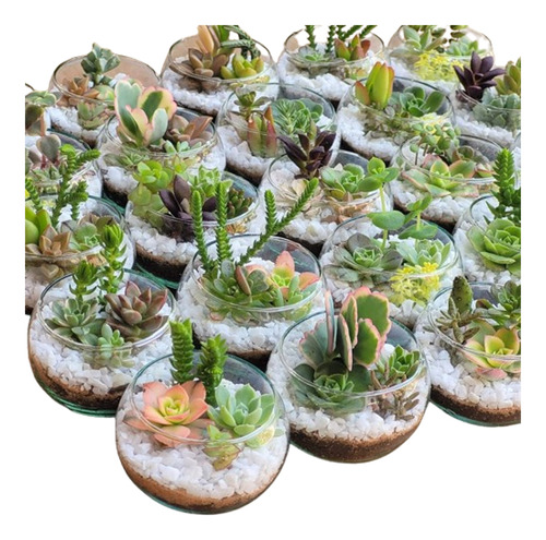 Terrario Suculenta Vidrio N°0/ Pack De 15un /souvenir/5cm