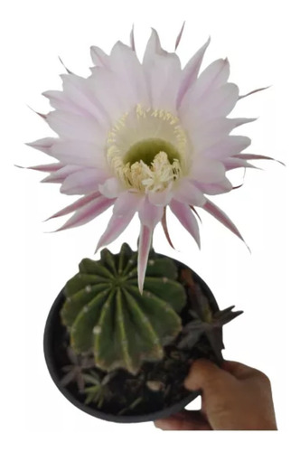 1 Muda De Cacto Echinopsis Tubiflora Lindo E Saudável Pt 8