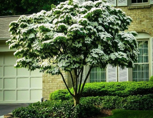 15 Semillas Exótico Árbol Cornejo Chino Kousa, Cornus Kousa