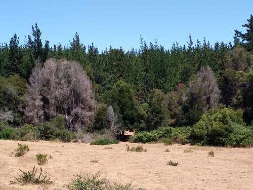 Imagen 2 de 9 de Campo Con Parcelas Con Arboles Nativos Y Pinos