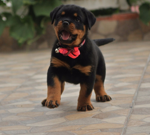 Rottweiler Cachorra Pedigree Internacional