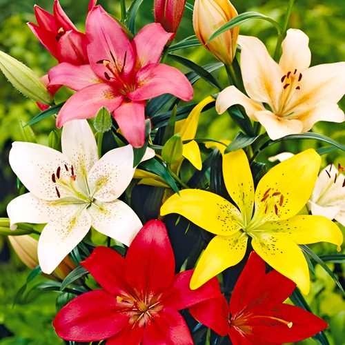 Bulbos De Lilium Colores Surtidos X5