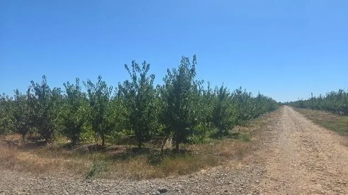 Agrícola En Venta En Bulnes - 44 Hectáreas A 27 Km Chillán