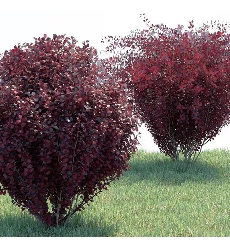 Contradecir sensibilidad gene Berberis Rojo Thunbergii Atropurpurea Arbusto Ornamental