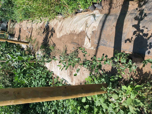 Árbol Quillay 1,5 Mts A Domicilio Solo A Rm Abonado