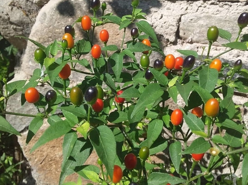 Semillas Aji Picante, Chile Kitucho