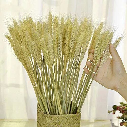 Flores secas, espigas de trigo, 100 palos de trigo, decoración