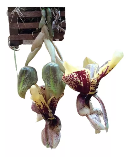 Kit 15 Orquídeas Stanhopea Tigrina (muda Sem Flor)