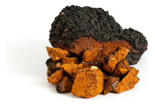Extrato Chaga - Inonotus Obliquus 30ml