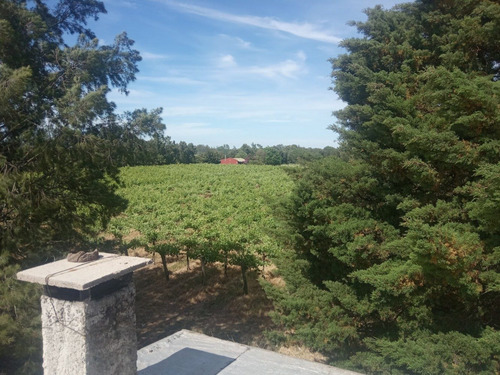 Imagen 8 de 14 de Excelente Chacra Con Viñedos Varias Cepas - Toledo Chico