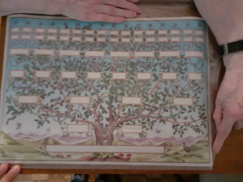 Arbol Genealógico Conjunto De Láminas Origen Italia. (Usado)