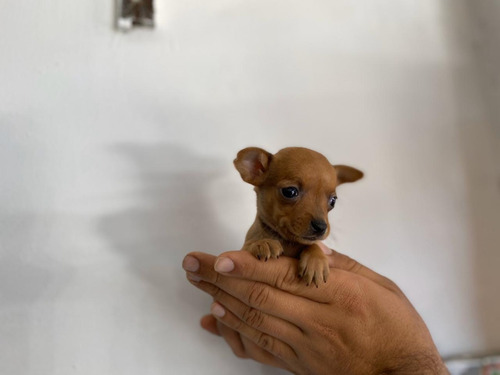 Imagen 2 de 2 de Espectaculares Cachorros Pincher Miniatura Mascotas Rionegro