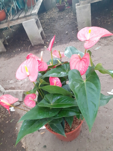 Planta De Interior Anturio Anthurium Scherzerianum M24