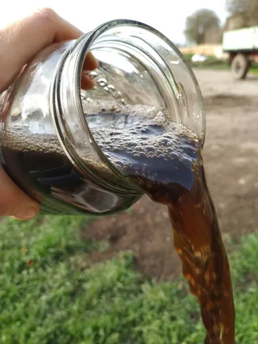 20 Semillas De Pino De Costa + Kit De Germinación Especial