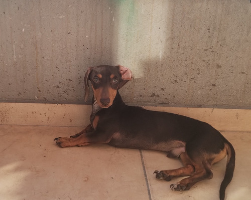 Servicio De Monta Dachshund Chocolate Kaninchen