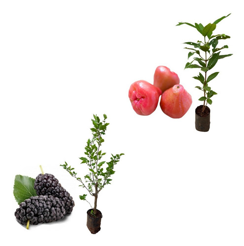 Kit 2 Mudas - 1 Jambo Roxo + 1 Amora Italiana Gigante