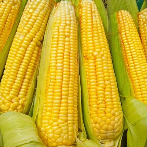 Semente Milho Verde Hibrido Ag1051 Pamonha Curau Caixa C 8kg
