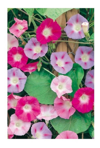 Ipomea Purpurea Mix De Colores -semillas 40 Imp.holanda