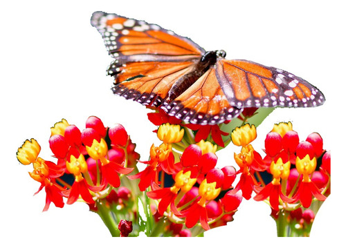 Asclepias Flores Para Tener Mariposas Monarca