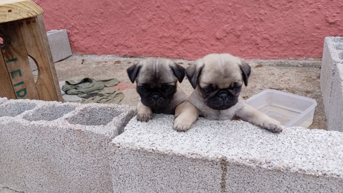 Pugs