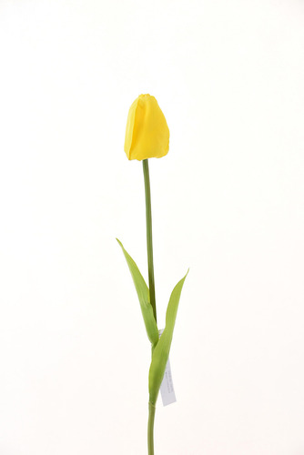 Tulipan 60cm # 13