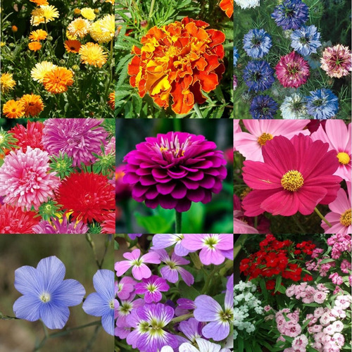 Imagen 1 de 10 de Combo Semillas De Flores Para Tu Jardin - 200 Semillas