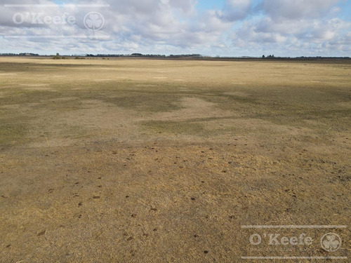 Imagen 19 de 26 de 100 Has En Punta Indio - Excelente Acceso - Ideal Haras!
