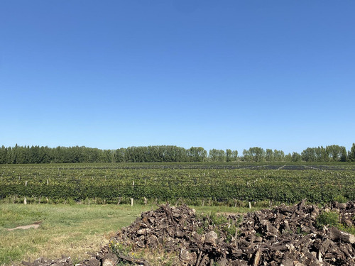 Exclusivo Viñedo De 20 Ha. En Cuadro Benegas